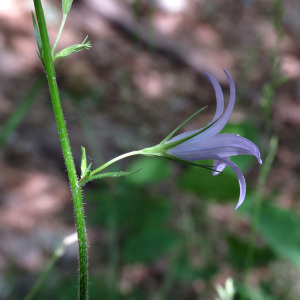 Photographie n°2546236 du taxon Campanula rapunculus L.