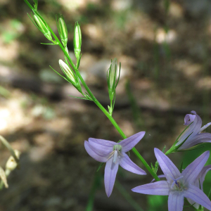 Photographie n°2546237 du taxon Campanula rapunculus L.