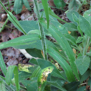 Photographie n°2546238 du taxon Campanula rapunculus L.