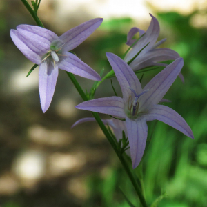 Photographie n°2546240 du taxon Campanula rapunculus L.