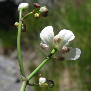 Photographie n°2546241 du taxon Ranunculus platanifolius L.