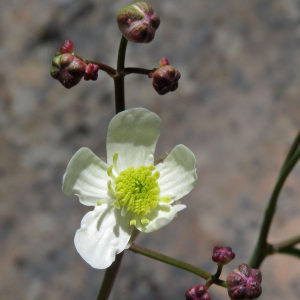 Photographie n°2546242 du taxon Ranunculus platanifolius L.