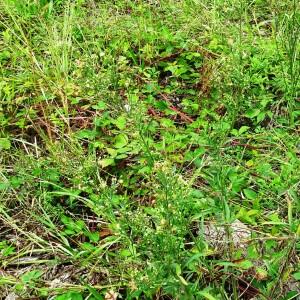 Photographie n°2546304 du taxon Erigeron sumatrensis Retz. [1810]