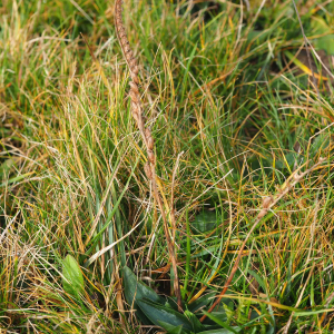 Photographie n°2546324 du taxon Spiranthes spiralis (L.) Chevall.