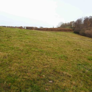 Photographie n°2546325 du taxon Spiranthes spiralis (L.) Chevall.