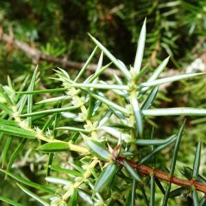 Photographie n°2546331 du taxon Juniperus communis L. [1753]