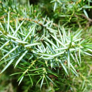 Photographie n°2546332 du taxon Juniperus communis L. [1753]