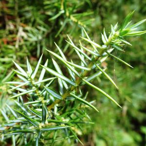 Photographie n°2546333 du taxon Juniperus communis L. [1753]
