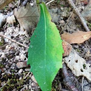 Photographie n°2546348 du taxon Hieracium sabaudum L. [1753]