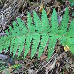 Photographie n°2546367 du taxon Polystichum setiferum (Forssk.) T.Moore ex Woyn. [1913]