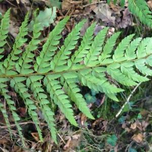 Photographie n°2546368 du taxon Polystichum setiferum (Forssk.) T.Moore ex Woyn. [1913]