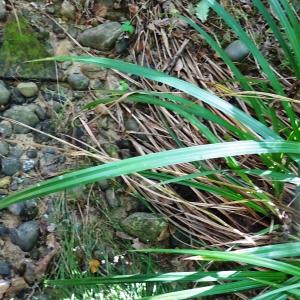 Photographie n°2546370 du taxon Carex sylvatica Huds. [1762]