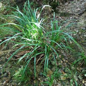 Photographie n°2546371 du taxon Carex sylvatica Huds. [1762]