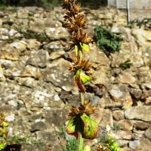 Photographie n°2546394 du taxon Stachys recta L. [1767]