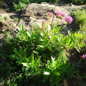 Photographie n°2546446 du taxon Centranthus ruber (L.) DC.