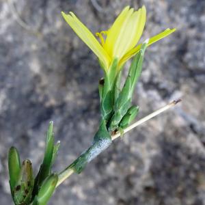 Photographie n°2546536 du taxon Lactuca viminea (L.) J.Presl & C.Presl