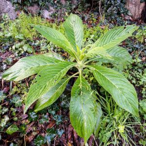 Echium strictum L.f.