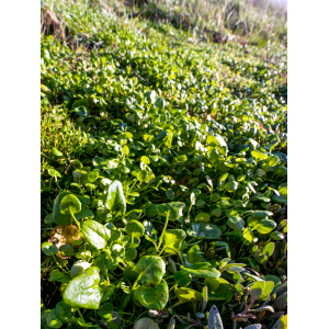 Cochlearia sp.