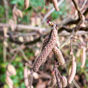 Photographie n°2546707 du taxon Corylus avellana L.