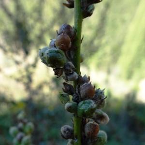 Photographie n°2546716 du taxon Verbascum sinuatum L. [1753]