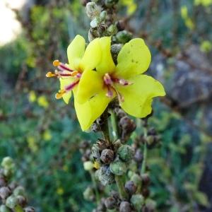 Photographie n°2546717 du taxon Verbascum sinuatum L. [1753]