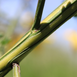 Photographie n°2546735 du taxon Cytisus scoparius (L.) Link [1822]