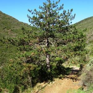 Photographie n°2546738 du taxon Pinus nigra J.F.Arnold [1785]