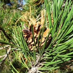 Photographie n°2546740 du taxon Pinus nigra J.F.Arnold [1785]