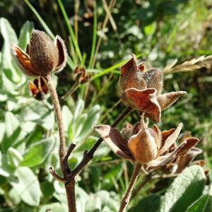 Photographie n°2546755 du taxon Cistus albidus L. [1753]