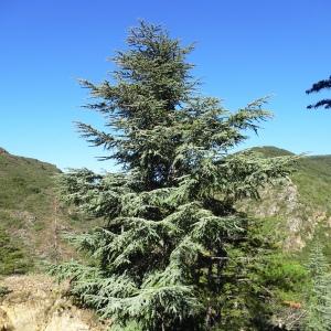 Photographie n°2546764 du taxon Cedrus atlantica (Manetti ex Endl.) Carrière