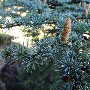 Photographie n°2546769 du taxon Cedrus atlantica (Manetti ex Endl.) Carrière