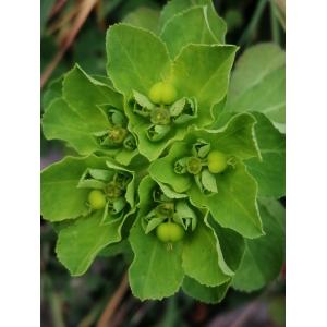 Euphorbia helioscopia L. subsp. helioscopia (Euphorbe réveille-matin)