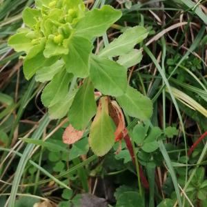 Photographie n°2546792 du taxon Euphorbia helioscopia subsp. helioscopia 