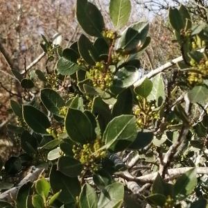 Photographie n°2546794 du taxon Rhamnus alaternus subsp. alaternus 