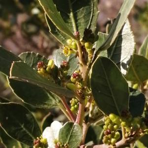 Photographie n°2546795 du taxon Rhamnus alaternus subsp. alaternus 