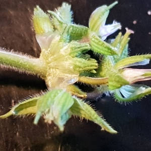 Photographie n°2546851 du taxon Erodium moschatum (L.) L'Hér.