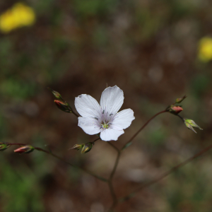 Photographie n°2546917 du taxon Linum tenuifolium L. [1753]