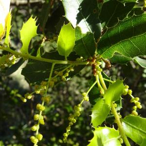 Photographie n°2546929 du taxon Quercus coccifera L. [1753]