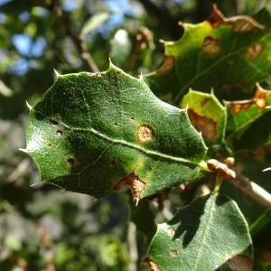 Photographie n°2546932 du taxon Quercus coccifera L. [1753]