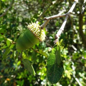 Photographie n°2546934 du taxon Quercus coccifera L. [1753]