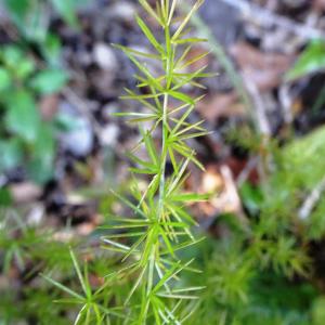 Photographie n°2546952 du taxon Asparagus acutifolius L. [1753]