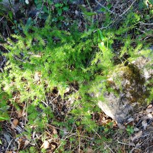 Photographie n°2546953 du taxon Asparagus acutifolius L. [1753]