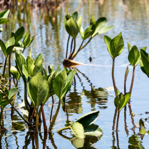 Photographie n°2547012 du taxon Menyanthes trifoliata L.