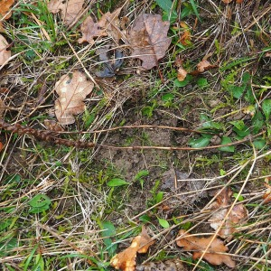 Photographie n°2547015 du taxon Spiranthes spiralis (L.) Chevall.