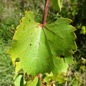 Photographie n°2547044 du taxon Vitis rupestris Scheele [1848]