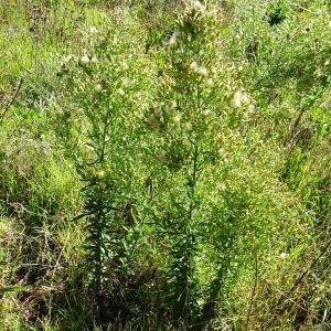 Photographie n°2547055 du taxon Erigeron sumatrensis Retz. [1810]