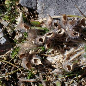  - Oxytropis foucaudii Gillot