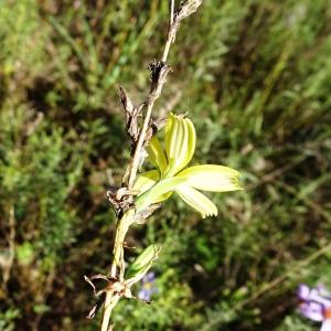 Photographie n°2547164 du taxon Lactuca viminea (L.) J.Presl & C.Presl