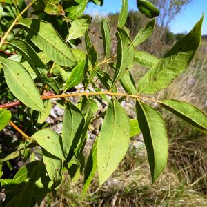 Photographie n°2547166 du taxon Pistacia terebinthus L.