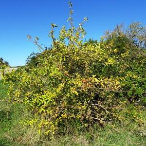 Photographie n°2547204 du taxon Malus sylvestris Mill. [1768]